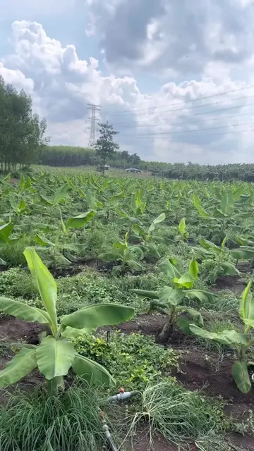 Large Banana plantation with drip irrigation and dam liner setup for year-round 