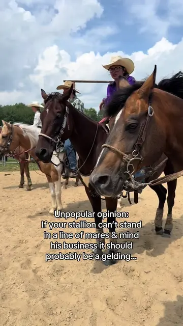 Train them right or geld em ✂️ #aqha #stallion #horses #equine #thisbullysonfire