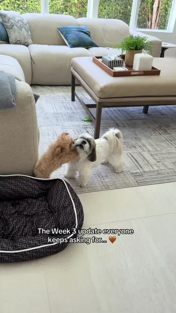 Week 3 with tiny dog and the question I get asked the most is, “Are they friends