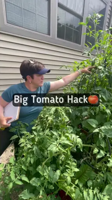 Tomatoes should be harvested at the breaker stage and ripened indoors at room te