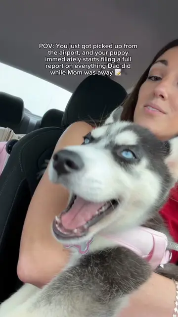 She couldn’t wait another second to tell me everything 🤣🐾 #husky #puppy #dogso
