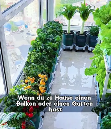 So einfach kannst du dein eigenes Gemüse zu Hause anbauen!#gartentipps #gemüsega