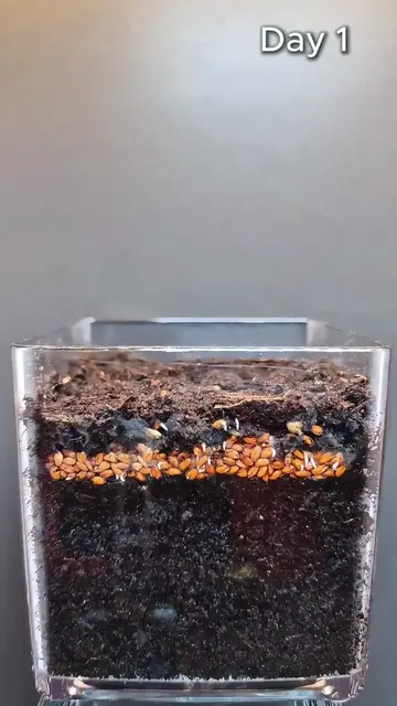 Watch Garden Cress Grow at 100,000x Speed ⚡️🌱 #Shorts #GardenCress #PlantGrowth