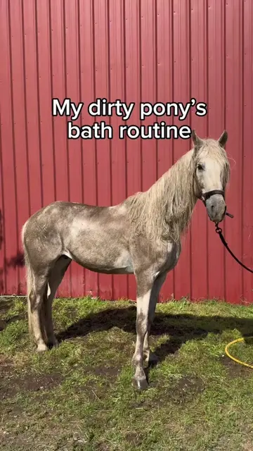 #horse #pet #grooming 