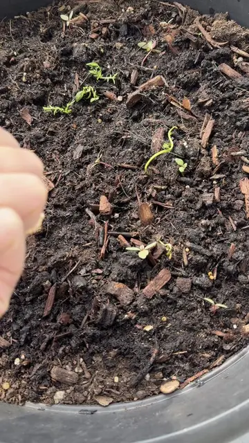 When you sprinkle chia seeds on soil (or a plate)…this happens! Even though I’m 