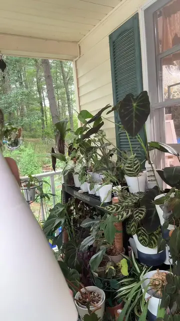 I’m sure someday I will find a plant big enough for these GIGANTIC self watering