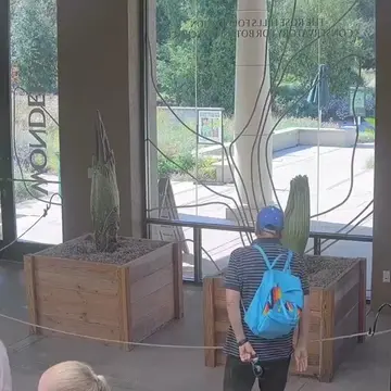 Oh nothing, we're just reliving last week's Corpse Flower frenzy 🥹🌸🦨 If you m