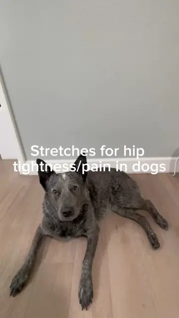 These are a few of the stretches I do with Sally to help with the tightness and 