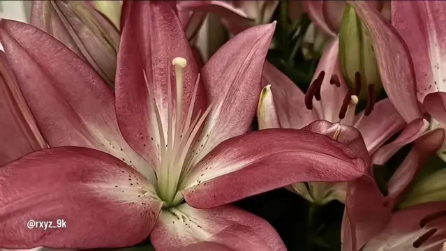 i never really fully realised how beautiful lilies are. #flowers #lilies #rxyz_9