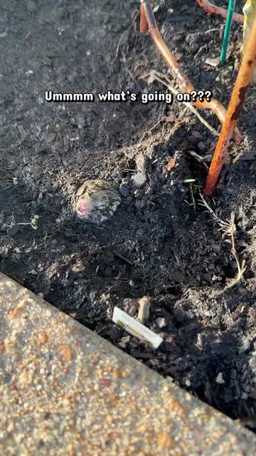 A child surprise #wildlife #rabbit #wildliferescue #babybunny #rabbitsoftiktok 