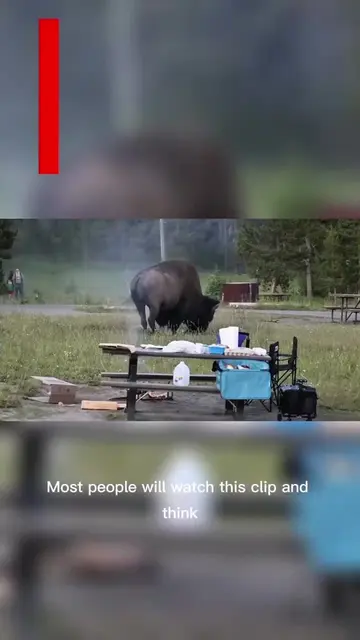 Not every viral video tells the full story. What looked like a terrible wildlife