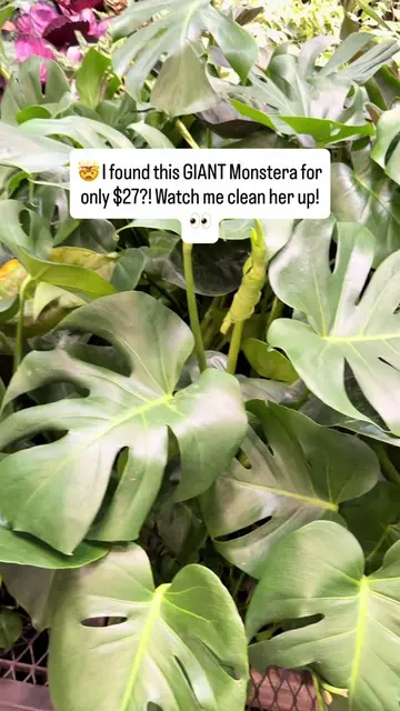 Shout out to @Lowe’s for this incredible find! 🤯 I scored this GIANT Monstera f