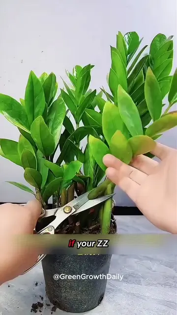 The Perfect Statement Plant for Small Spaces. money tree plant pachira aquatica 