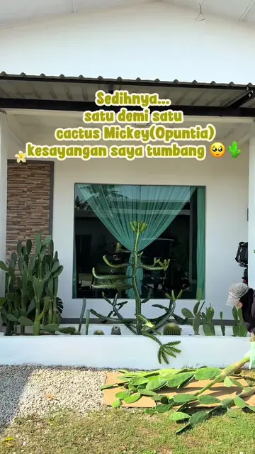 Haritu saya ada share cactus Opuntia dlm planter box belah kiri tu tiba2 tumbang