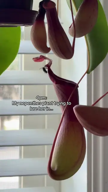 Sorry so blurry! It’s dark! Flash was on 😆 but my nepenthes plant finally caugh