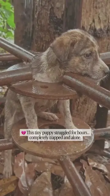 💔 This tiny stray puppy became trapped inside a rusted metal structure and stru