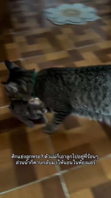 #แมว 