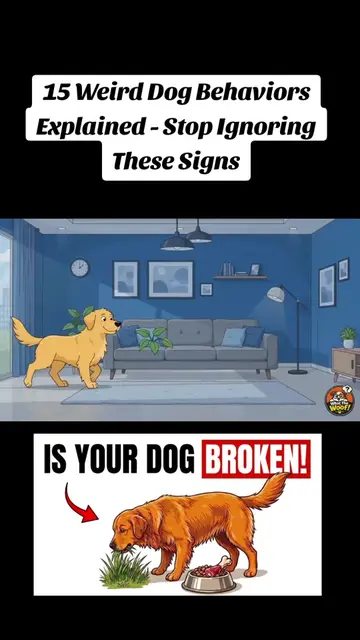 15 Weird Dog Behaviors Explained - Stop Ignoring These Signs | #DogBehavior #Dog