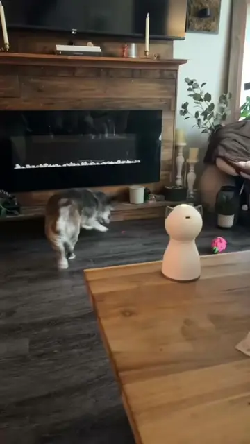 Will have to make a whole video on this gem 💎😍 Mimosa and him absolutely LOVE 