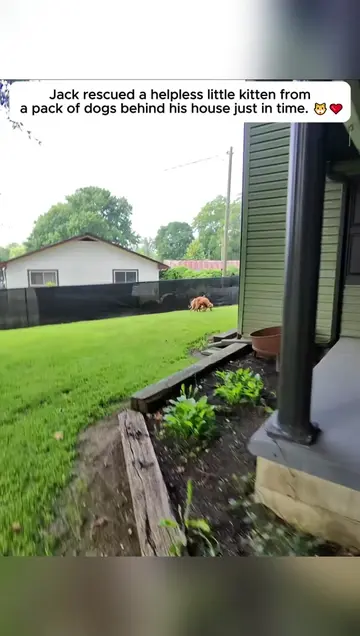 Jack rescued a helpless little kitten from a pack of dogs. #rescue #animals #dog