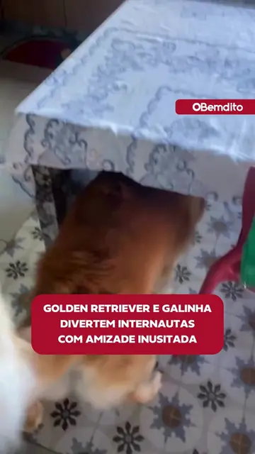 Jamie, um Golden Retriever conhecido pela tranquilidade, conquistou a internet a