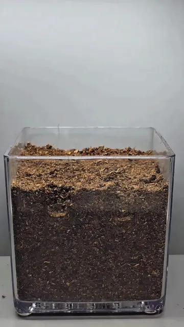 🔴 Red Popcorn vs ⚫️ Black Popcorn 🍿 | Who Grows Faster? 🌱 | 15 Days in 30 Sec