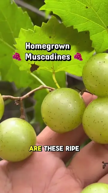 Fun fact! 🍇💜💚 Purple and green muscadines come from the same species. They’re