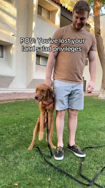 This might have been one year ago but Rusty would do it again 😤🌱 #goldenretrie