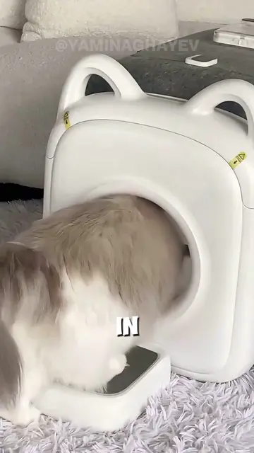 This Cat House Brushes Cats While They Eat🐱 #catgrooming #catcare #catproducts 