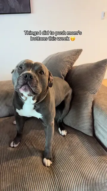 Sorry not sorry 😁 #dogmomlife #dogtok #adogslife #funnydogsvideo #pitbulls 