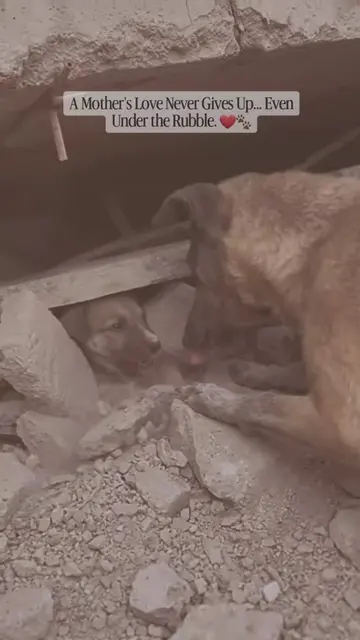 A mother's love knows no limits. This heartbreaking moment shows a mother dog de