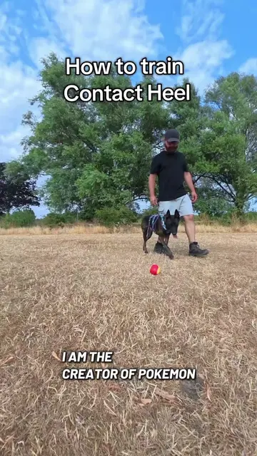 How I train a dog to contact heel. #creatorsearchinsights #dogsoftiktok #dogtric
