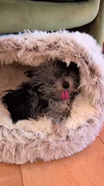 He's not old, he's historically significant. #fyp #doggrooming #dogsoftiktok #do