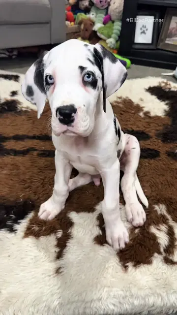 Being a puppy means learning something new every single day... and @Bil-Jac Dog 
