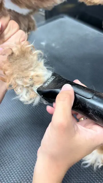 You won’t believe what was hidden under all those matts 😨 #fyp #dogsoftiktok #d