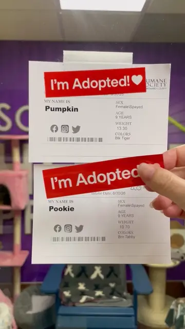 Besties for the resties!! 🥹🥹💕   At 9 years old, sisters Pumpkin and Pookie lo