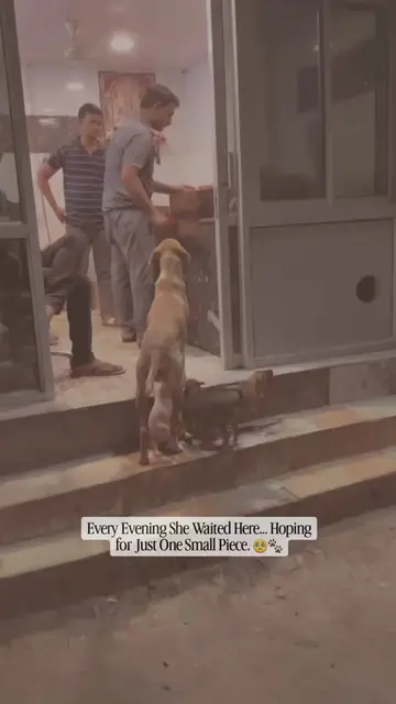 Every evening, this stray mother dog waited outside the butcher shop—not for her
