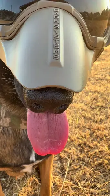 #belgianmalinois #dogsoftikok  #barking #k9softiktok #militarydog 