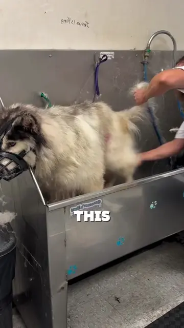 More of a rescue than just a bath. Watching this Husky’s transformation really s