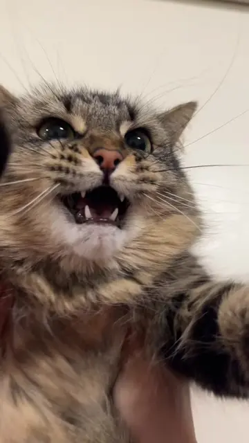 Yapping car #catsoftiktok 
