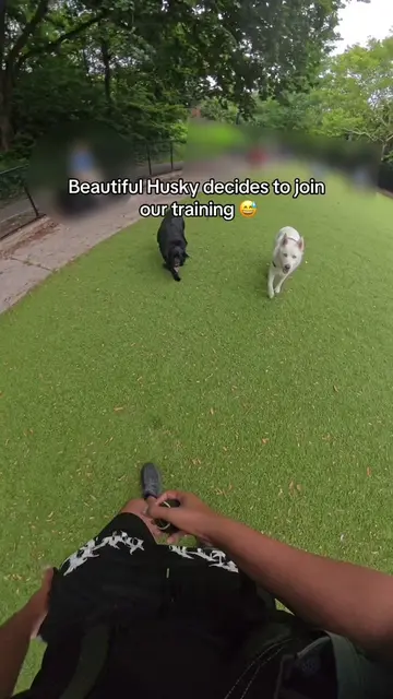Huskies are such beautiful dogs! #dog #dogvideo #DogTraining #dogs #dogvideos 