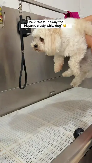 Bella knows the drill 😌🪄 #dogsoftiktok #doggrooming #petlover #dogs #pets 