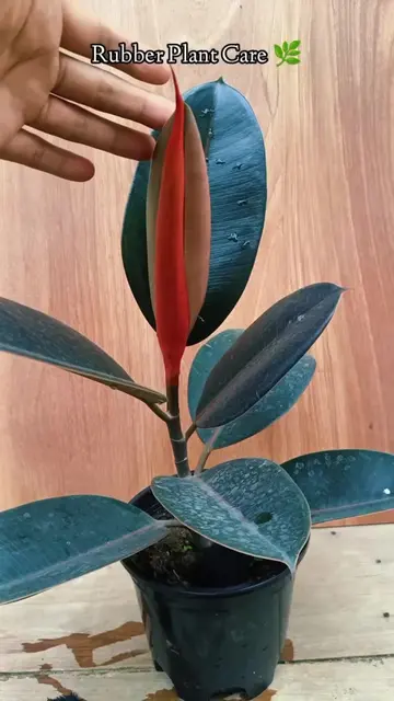 Rubber Plants available for sell order and details inbox 📥#gardenjungle #garden