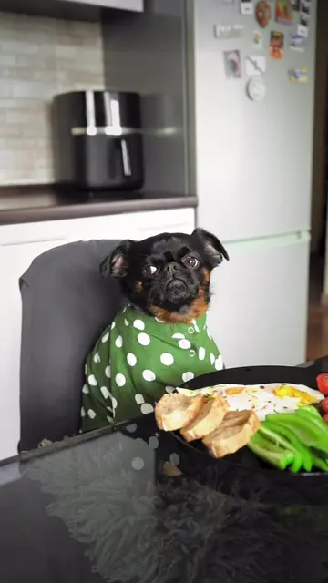 And you call this breakfast? 🍳  #funnydog #funnymeme #cuteface #sideeye #griffo