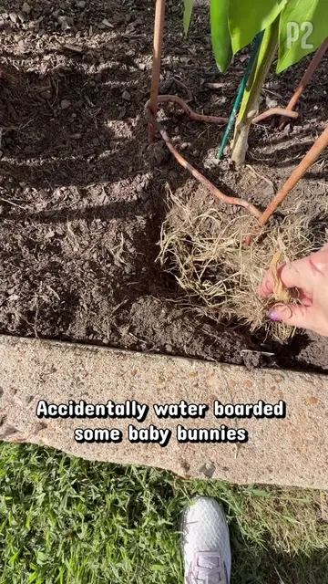 P2 baby bunnies @heritage house homestead #babybunny #bunny #rabbit #rabbitsofti