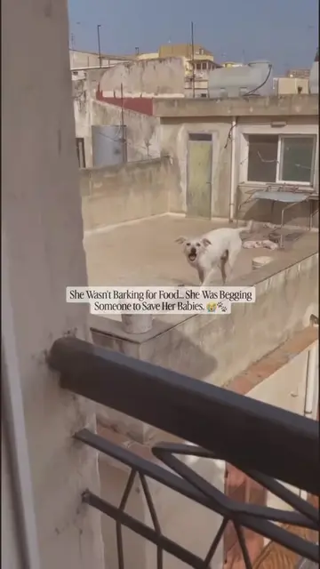 At first, it looked like this stray mother dog was barking for food. But when so