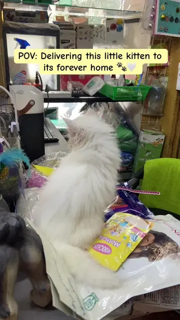 Stay till the end for the owner’s reaction. 🥹🤍 Another kitten is on its way to