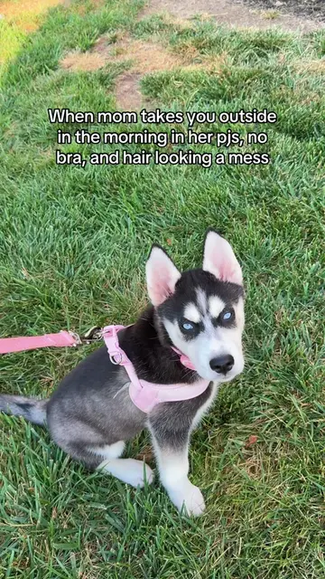 The judgment in those blue eyes is unmatched #dogmom #puppy #husky #dogsoftiktok