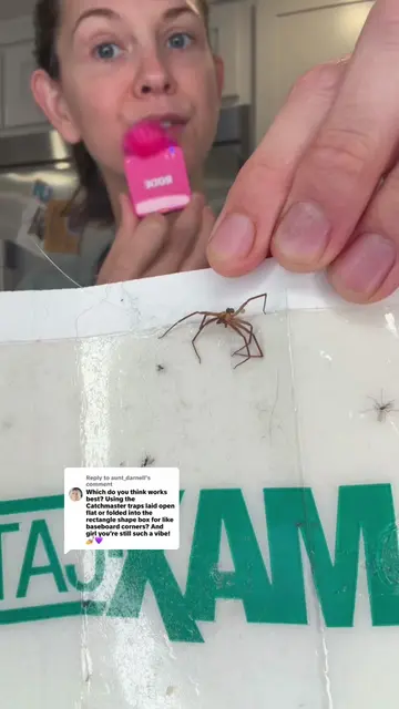 Replying to @aunt_darnell do I prefer my spider traps flat or folded? #brownrecl