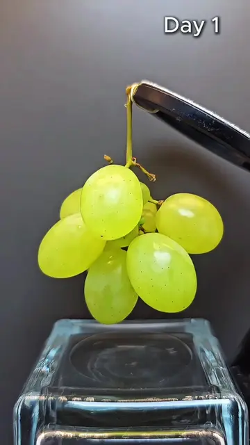 🍇 Grapes — 20 Days Without a Fridge in 7 Seconds ⚡️ #timepiece  #Grapes #FoodEx